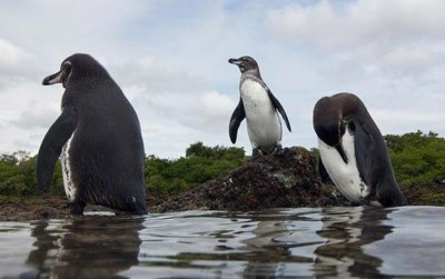 Galapagoski pingvini