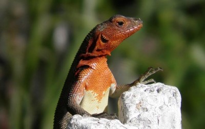 lava guster Tropidurus