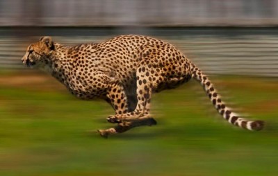 gepard