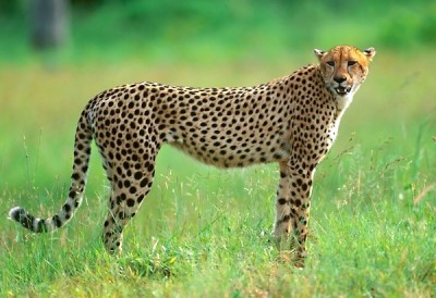 cheetah facts