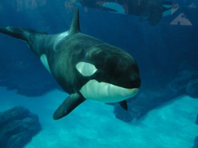 orca19