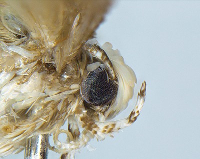 Neopalpa Donaldtrumpi Moth Side View