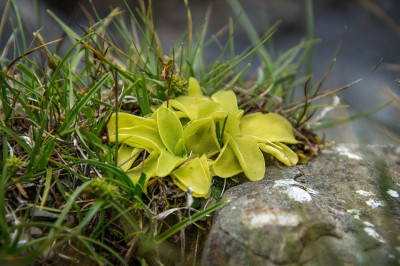 pinguicula alpina biljka mesoc5bederka