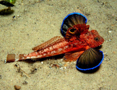 Chelidonichthys cuculus 5