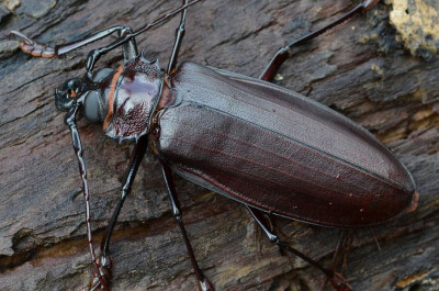 Titanus giganteus1