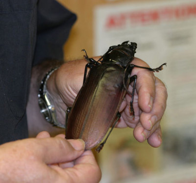 titanus giganteus