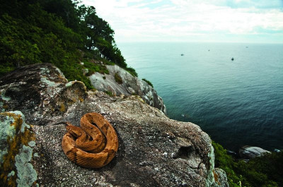 ostrvo zmija