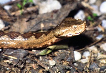 Poskok Vipera ammodytes Bjelopavlici foto Ondrej Vizi