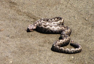 Poskok Vipera ammodytes muzjak Ulcinj foto Lidija Polovic 068 62