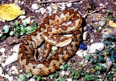 Poskok Vipera ammodytes zenka Bjelopavlici foto Ondrej Vizi