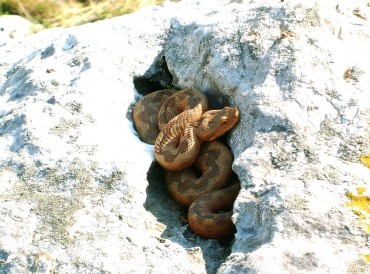 Poskok Vipera ammodytes zenka Zijovo foto Snezana Vuksanovic