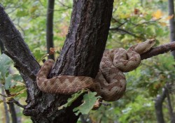 Vipera POSKOK