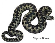 Vipera Berus