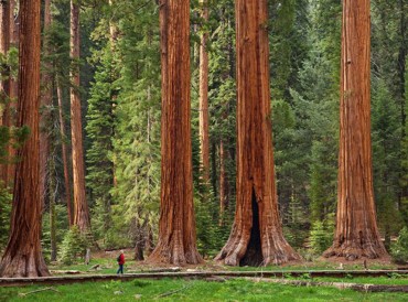 Sequoia 2