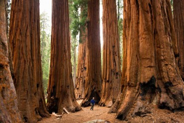 Sequoia 4