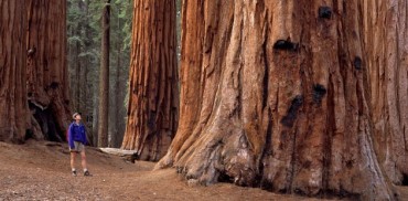 Sequoia 630x310
