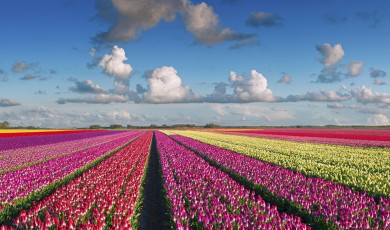 istock tulip gardens main photo