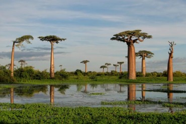 Avenija Baobaba 2