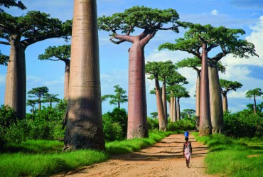 Avenue Of The Baobabs Madagascar By Todd Gustafson 740x497