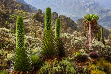 10667 Giant Lobelia Rwenzori by boris buschardt