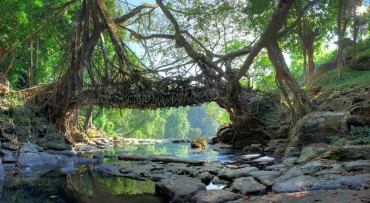 root bridges 52