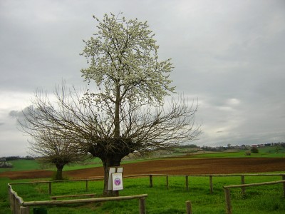 drvo iz drveta