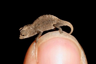 Brookesia Micra1