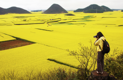 canola fields china4