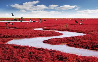 panjin red beach china 1