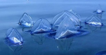 velella