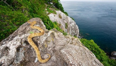 ILHA DE QUEIMADA GRANDE