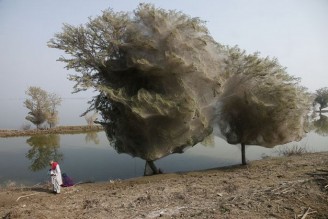 Paučinom začaureno drveće u Pakistanu