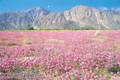 Borego Springs1