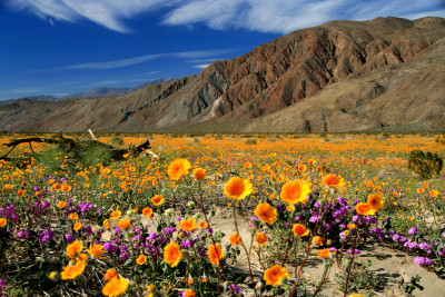 Borego Springs2