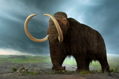 mamut