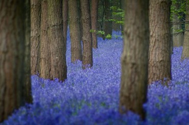 Hallerbos 2