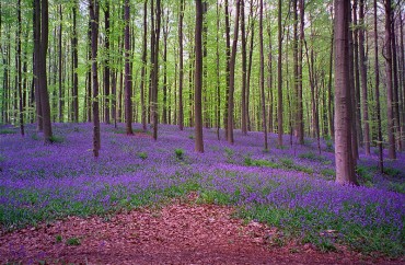 Hallerbos 5