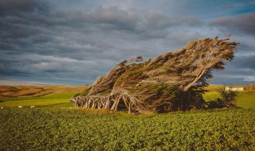 wind swept trees slope point 2