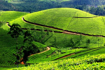 munnar travel guide