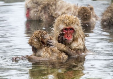 Jigokudani Monkey Park