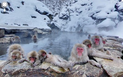 jigokudani monkey park yamanouchi japan 2012