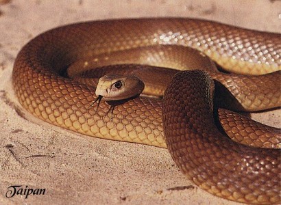 coastal taipan